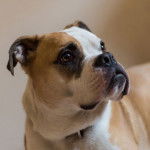 Un Valley Bulldog tricolore au museau noir et qui semble concentr&eacute;.
