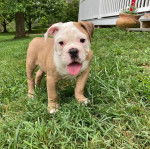 Un Valley Bulldog bicolore aux yeux noirs debout dans un champ d&rsquo;herbe verte et qui tire la langue