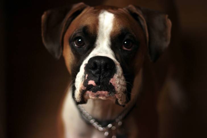 Un gros plan d'un Valley Bulldog au pelage tricolore fauve, noir et blanc