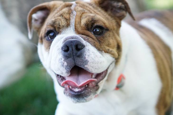 Un gros plan d'un Valley Bulldog gueule ouverte, au pelage tricolore fauve, noir et blanc