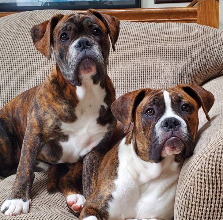Deux Valley Bulldogs aux couleurs multiples assis dans un canapé et fixant la caméra