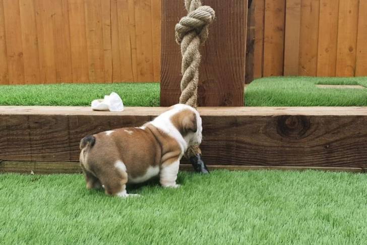Un Valley Bulldog bicolore s'amusant à mordre une grosse corde