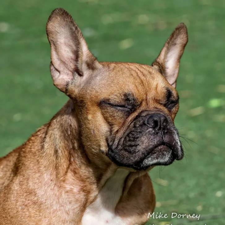 Un Valley Bulldog au museau noir qui a les oreilles tendues et les yeux fermés