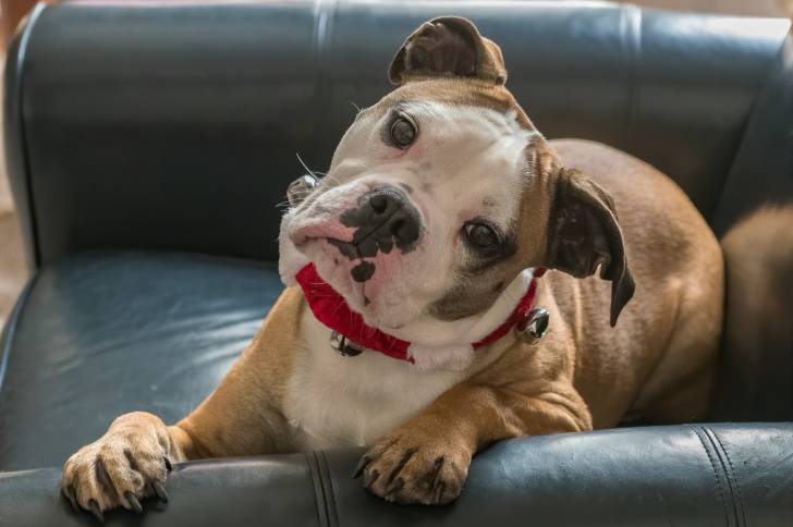 Un Valley Bulldog au pelage fauve et blanc, avec la tête penchée sur le côté