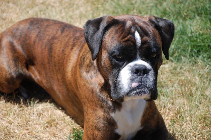 Un Valley Bulldog au pelage fauve et noir bringé, allongé sur de l'herbe