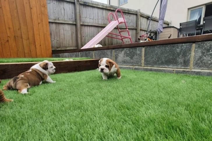 Deux Valley Bulldogs jouant sur une pelouse. L’un étant couché l’autre étant assis.