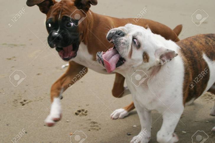 Deux Valley Bulldogs aux pelages différents marchent sur une route goudronnée.