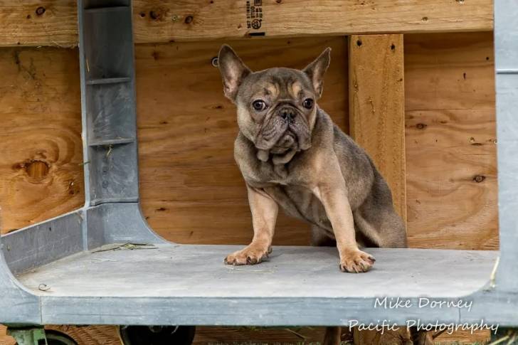 Un Valley Bulldog fixant la caméra debout sur ses pattes avant et accrochée à un support.