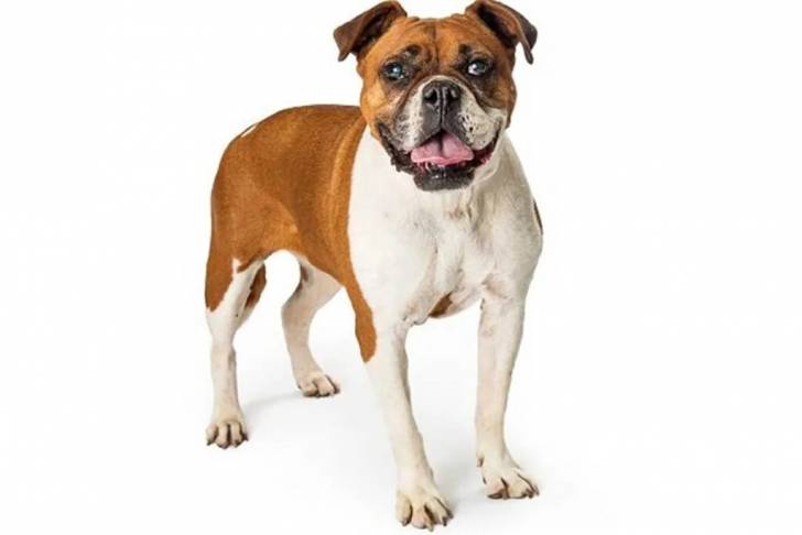 Un Valley Bulldog tirant la langue