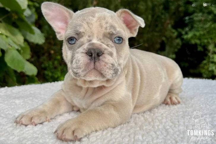 Un petit Valley Bulldog allongé sur un tapis tendant l’oreille comme s’il entendait un bruit.
