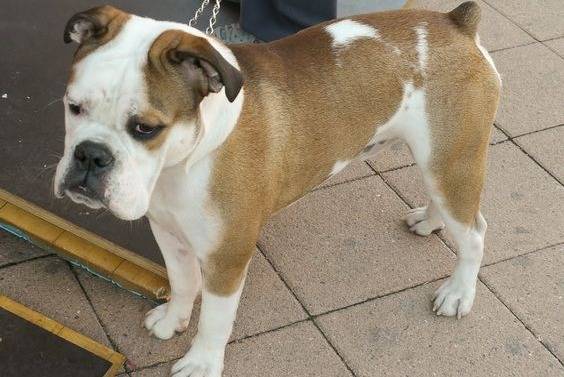 Un Valley Bulldog tricolore debout sur ses quatre pattes, attaché à une laisse.