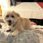 Un Shorgi tirant la langue hors de sa gueule et qui parait joueur