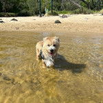 Un Shorgi dans l'eau tirant la langue hors de sa gueule et parait amusé