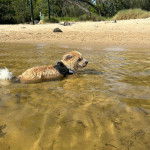 Un Shorgi dans l'eau portant une cordelière noire au cou il a l'air joueur