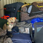Un Shorgi assis sur ses pattes arrières tout en tirant la langue hors de sa gueule il a l'air amusé
