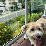 Un Shorgi debout sur une plateforme en bois tout en tirant la langue hors de sa gueule l