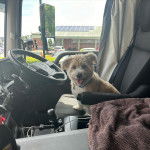 Un Shorgi assis sur un siège et sors la langue hors de sa gueule il porte un collier bleu au cou