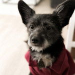 Photo montrant un Shorgi aux oreilles dressées et qui porte un habit rose 