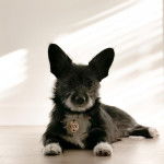 Un Shorgi allongé sur un sol carreler et porte un collier autour du cou il semble détendu