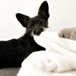 Un Shorgi aux yeux noirs allongé et tenant une serviette blanche dans sa gueule il semble joueur  