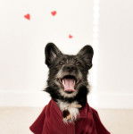 Un Shorgi vertu en rose assis sur ses pattes arrières en sortant sa langue hors de sa gueule 