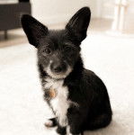 Un Shorgi assis sur une moquette  tout en regardant la caméra