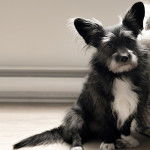 Photo montrant un Shorgi assis au sol et qui semble triste 