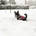 Un Shorgi debout sur ses quatres pattes dans la neige et qui porte un habit rose 