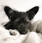Photo montrant un Shorgi posant la tête entre ses pattes sur un couverture blanche 