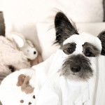 Un Shorgi portant un masque en papier hygiénique sur la tête et qui semble pensif