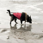 Un Shorgi debout dans du sable fin et qui porte une laisse noire il a l'air de renifler le sable
