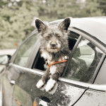 Photo montrant un Shorgi regardant la caméra à travers la vitre d'une voiture il semble attentif 