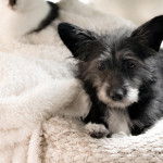 Un Shorgi allongé sur des couvertures blanches et qui semble détendu