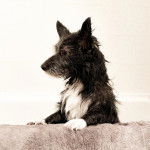 Un Shorgi posant ses deux pattes avant sur un canapé rose et qui semble détendu