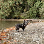 Un Shorgi debout sur une surface roquailleuse en regardant la caméra et  porte un bandana au cou 