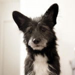 Un Shorgi aux yeux noirs penchant légèrement la tête et qui semble étonné