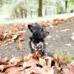Un Shorgi portant un bandana assis dans un espace fleuri et qui semble détendu