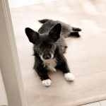Un Shorgi allongé sur surface en bois en regardant la caméra d'un air attentif 