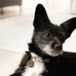 Un Shorgi aux oreilles dressées allonger sur un sol carreler et porte un collier au cou