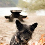 Photo montrant un Shorgi aux yeux noirs regardant le sol et qui semble triste