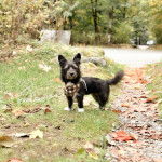 Un Shorgi debout sur une surface peu herbacée et qui porte un bandana au cou