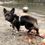Un Shorgi debout sur une surface roquailleuse en regardanrt la caméra il a l'air détendu