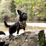 Un Shorgi portant un bandana debout sur des rochers en regardant droit devant lui 