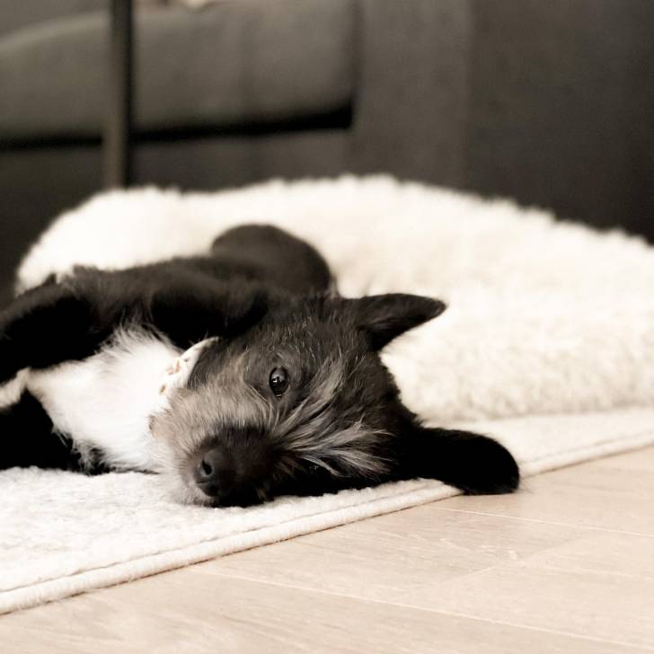 Un Shorgi de pelage noir et blanc allongé sur un tapis doux et qui semble détendu