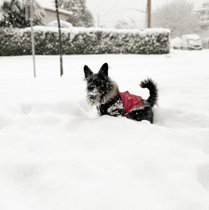 Un Shorgi debout sur ses quatres pattes dans la neige et qui porte un habit rose 