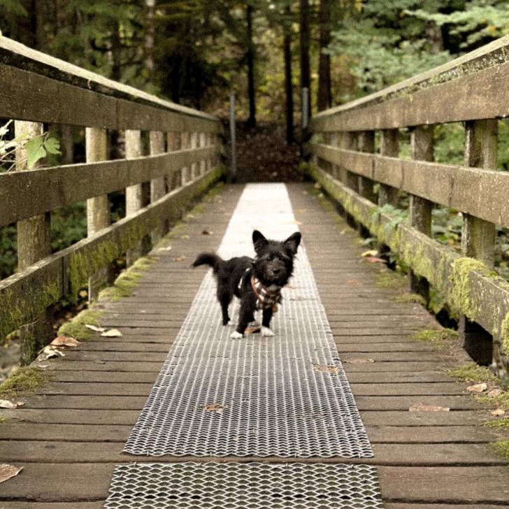 Un Shorgi portant un bandana à carreau debout sur un pont en bois en regardant la caméra 