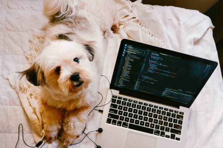 Un Shorgi au pelage long de couleur beige est allongé sur un lit