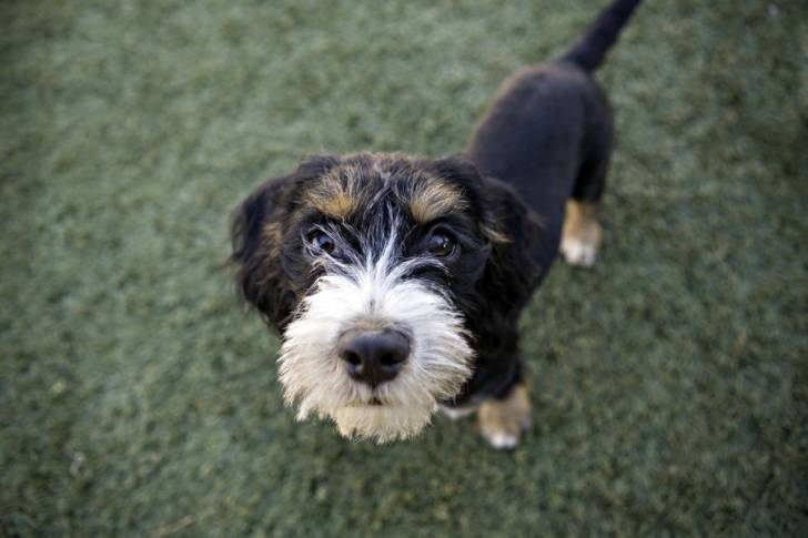 Un Shorgi debout sur une surface herbacée et qui regarde la caméra