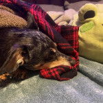 Photo d'un Dorkie allongé sous une couverture et qui semble détendu