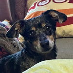 Un Dorkie debout dans une pièce et qui regarde la caméra